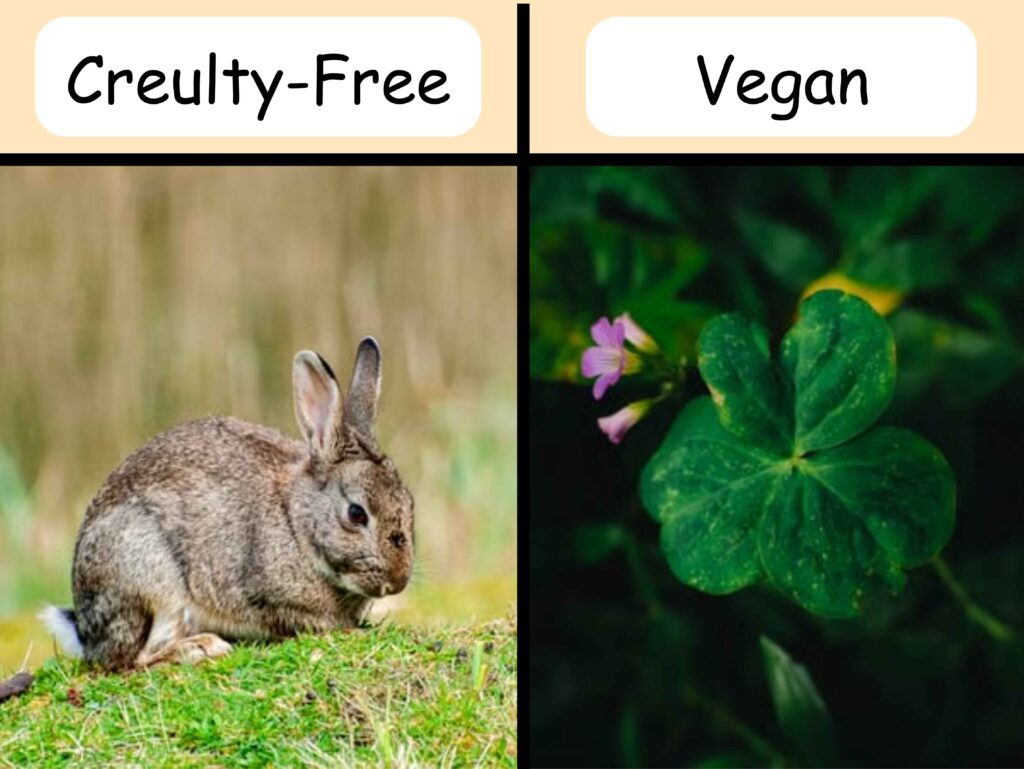 Is Laneige Cruelty Free? 5 Facts Before You Buy 4 Comparison graphic explaining the difference between cruelty-free and vegan beauty labels